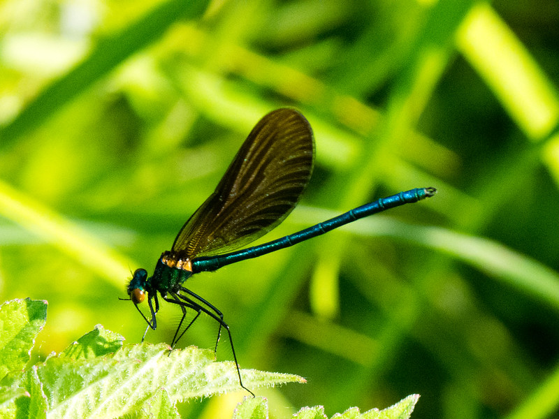 Beautiful Demoiselle