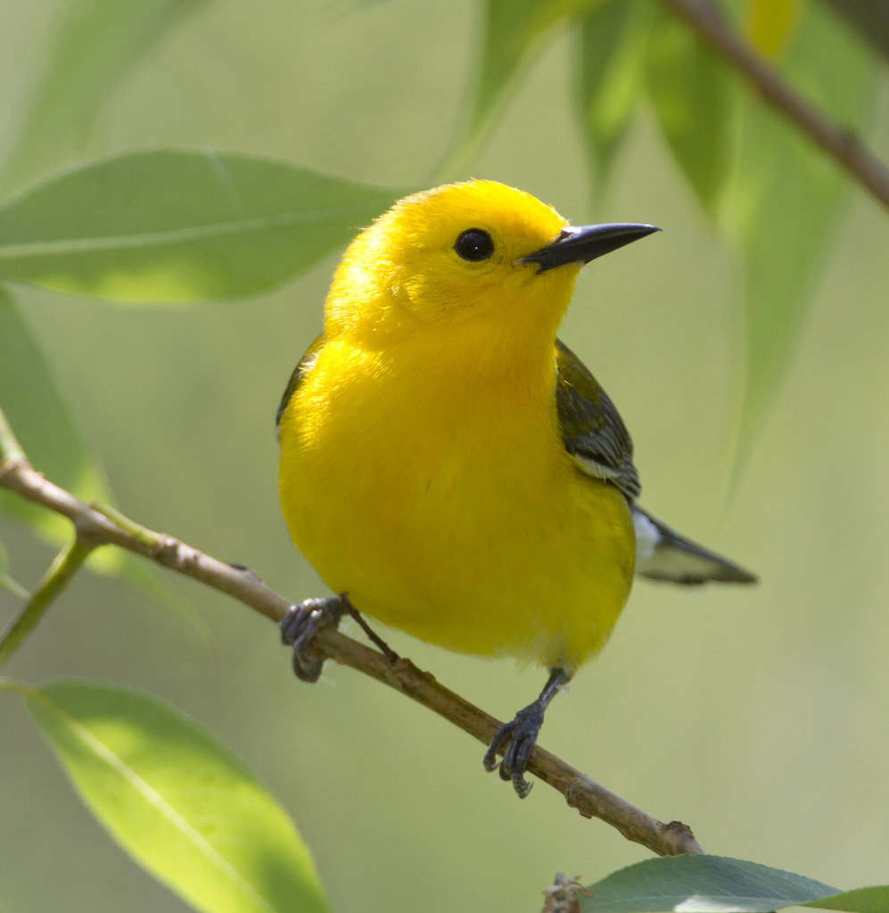 Пташки хср. Желтая птица. Ярко желтая птица. Желтенькая птичка. Маленькие желтые птички.