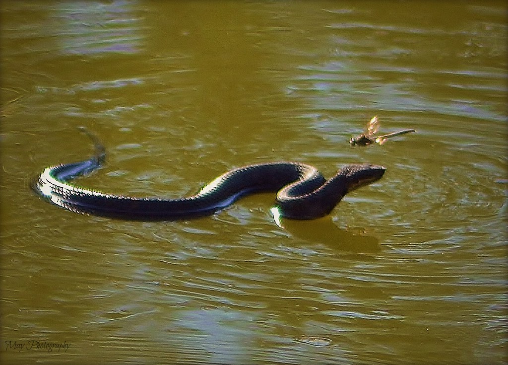 Большие змеи в воде. Гадюка водоплавающая. Уж в воде. Плавающие змеи. Черная водоплавающая змея.