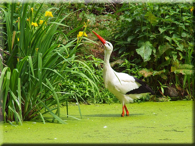 A stork in the green pond