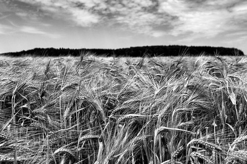 light bw nature barley licht cornfield estate sommer bn sw summertime été kornfeld gerste haarstrang bausenhagen nikkor1685 rainer❏