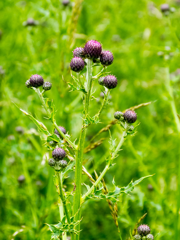 Thistle, flowers about to open