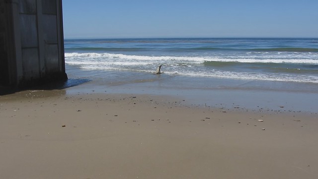 MVI_7188 california sea lion 20s short venoco pier east haskell beach