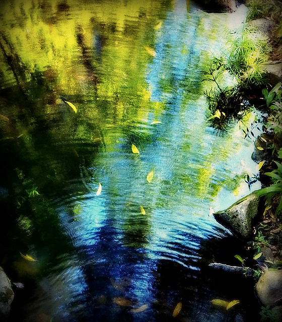 Reflection in Pond