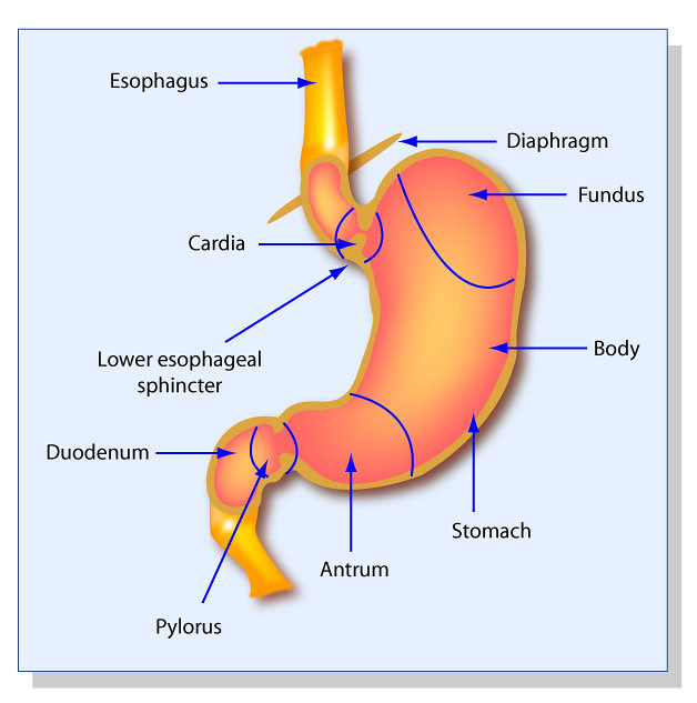 The Stomach – Structure, and Function - The Pharma E-Learning
