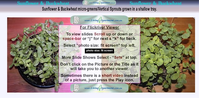 Sunflower Buckwheat Sprouts