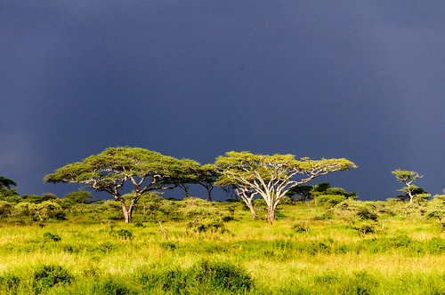 africa trees tanzania mara