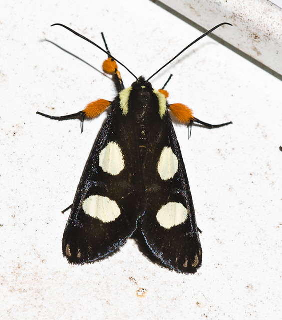 9314 – Eight-spotted Forester Moth – Alypia octomaculata