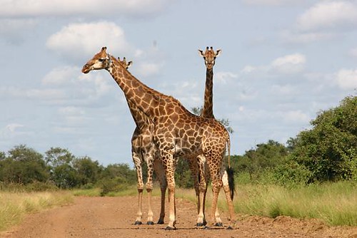 Giraffes