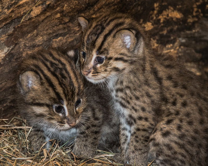 Fishing Cats Born at the Smithsonian's National Zoo