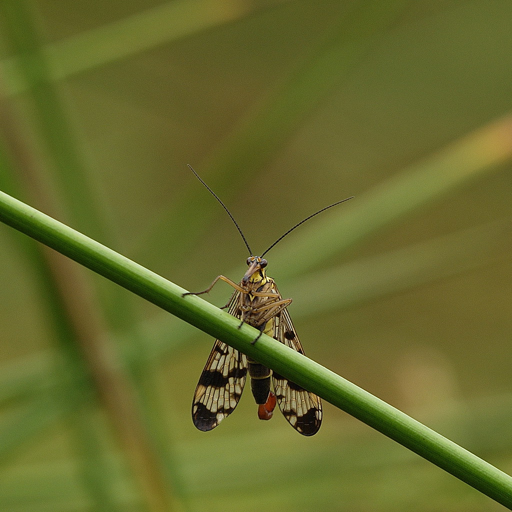 Schorpioenvlieg - scorpion fly