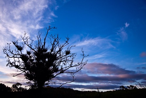 sunset tree silhouette australia qld cairns aus ef tablelands atherton canonef24105mmf4lisusm canoneos5dmkii
