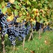 Vin de Bordeaux - Vigne