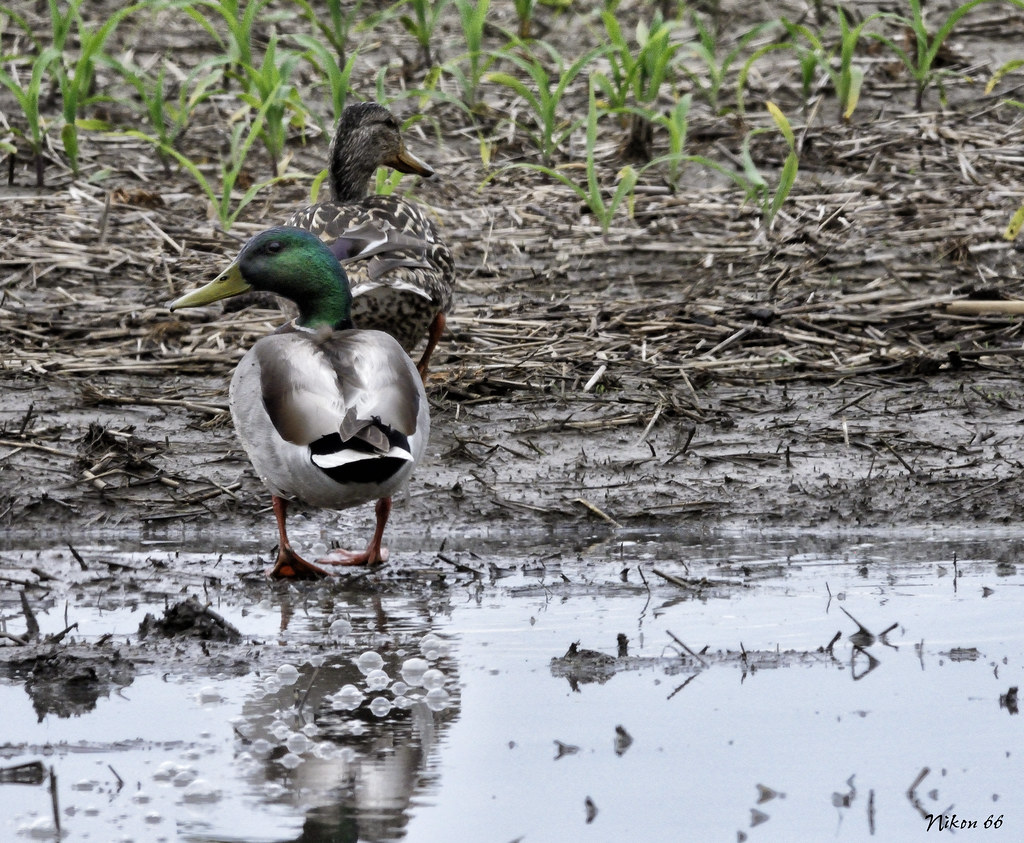 Ducks at Columbia Bottom Conservation Area by Nikon66