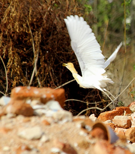 Atul Rastogi | Flickr