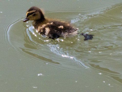 Duck and ducklings series