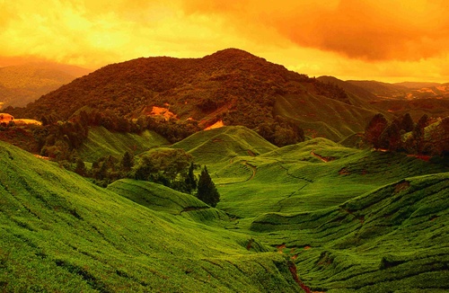 Cameron Highlands