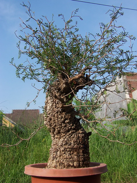 Operculicarya pachypus | GREGORIUZ | Flickr
