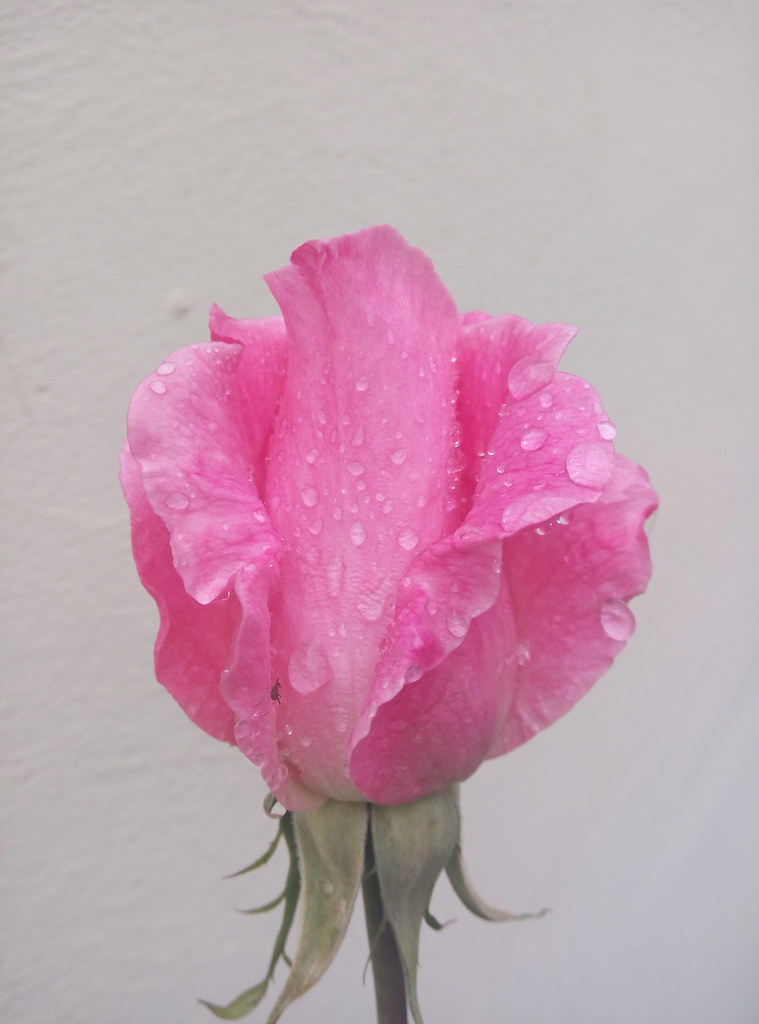 beautiful pink rose 1
