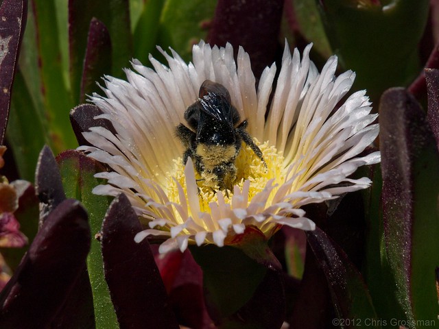 Yellow-faced Bumblebee (Bombus vosnesenskii) on Ice Plant (Carpobrotus edulis)- Olympus E-410 - Zuiko 40-150mm F/4-5.6