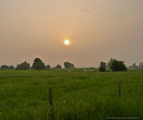 sunset haze cattle sundown belgium veldwezelt joethomissen 664freedom kesselt