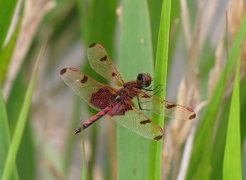 nature insect dragonfly wildlife southcarolina pennant odonate calicopennant celithemiselisa carolinasandhillsnationalwildliferefuge