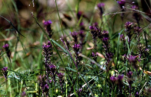 Purple Wild Flowers
