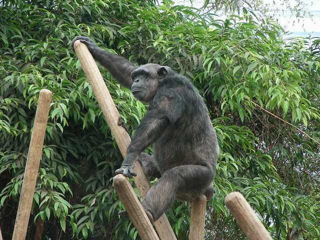 Zoo Munich: Chimpanzee