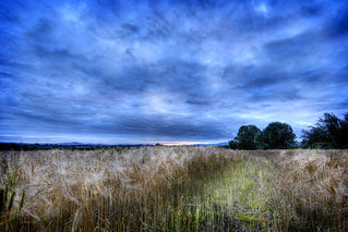 Glenbrien Corn field