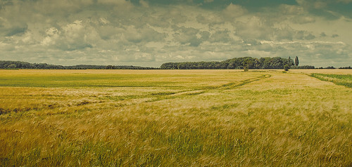blue summer sky field clouds forest wheat