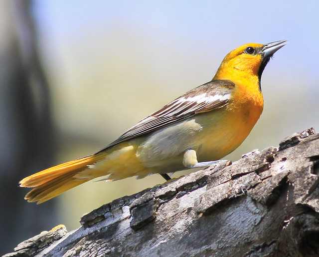 bullock's oriole first year male