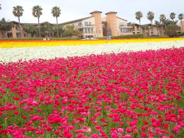 The Flower Fields, Carlsbad, CA - 2012