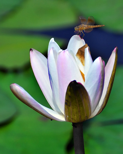 AFFINITY | by vijvijvij
