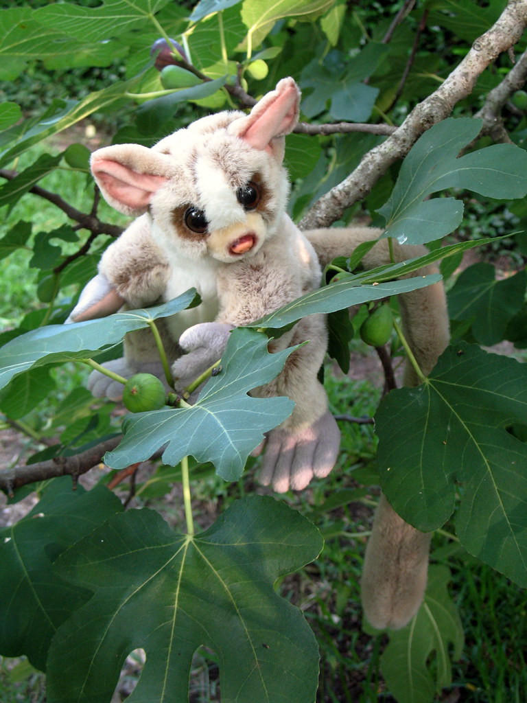 Bush Baby | Plush Bush Baby from Animal Alley by Toys R Us, … | Flickr