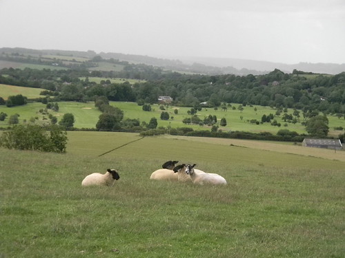 Sheeps Sandling to Wye