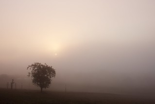 Foggy sunrise and tree