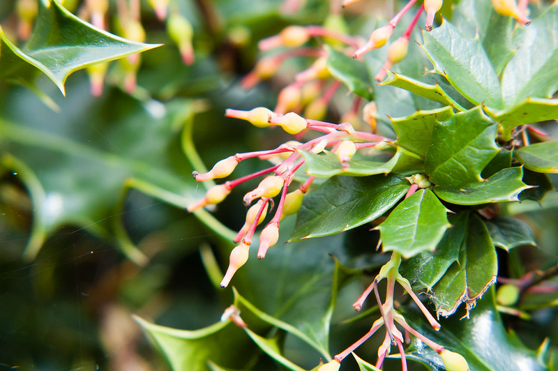 Mahonia
