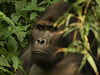 Na návštěvě u horských goril, foto: Daniela Hranaiová, Člověk v tísni