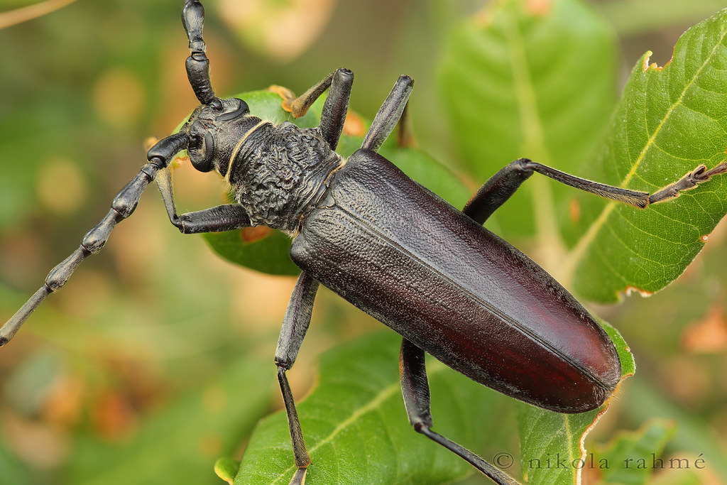 Giant capricorn beetle | Cerambyx welensii (Coleoptera, Cera… | Flickr