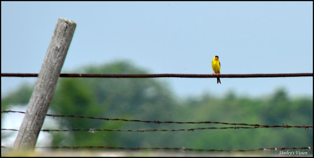 Like a bird......on a wire