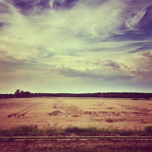 Flattened harvest. by hypercatalecta, valencia square squareformat iphoneography instagramapp uploaded:by=instagram