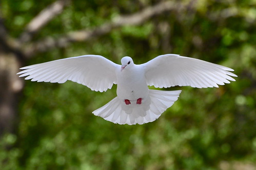 white pigeon in flight | MiriamW77 | Flickr