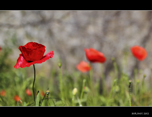 Una de amapolas... by José Ferrando, Hoy he disparado muchas fotos... pero ha sido un día de esos desastrosos fotográficamente hablando, 