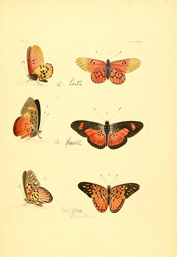 n264_w1150 | Illustrations of exotic entomology :. London :H… | Flickr