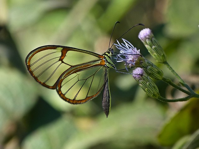 Mariposa Translúcida Común