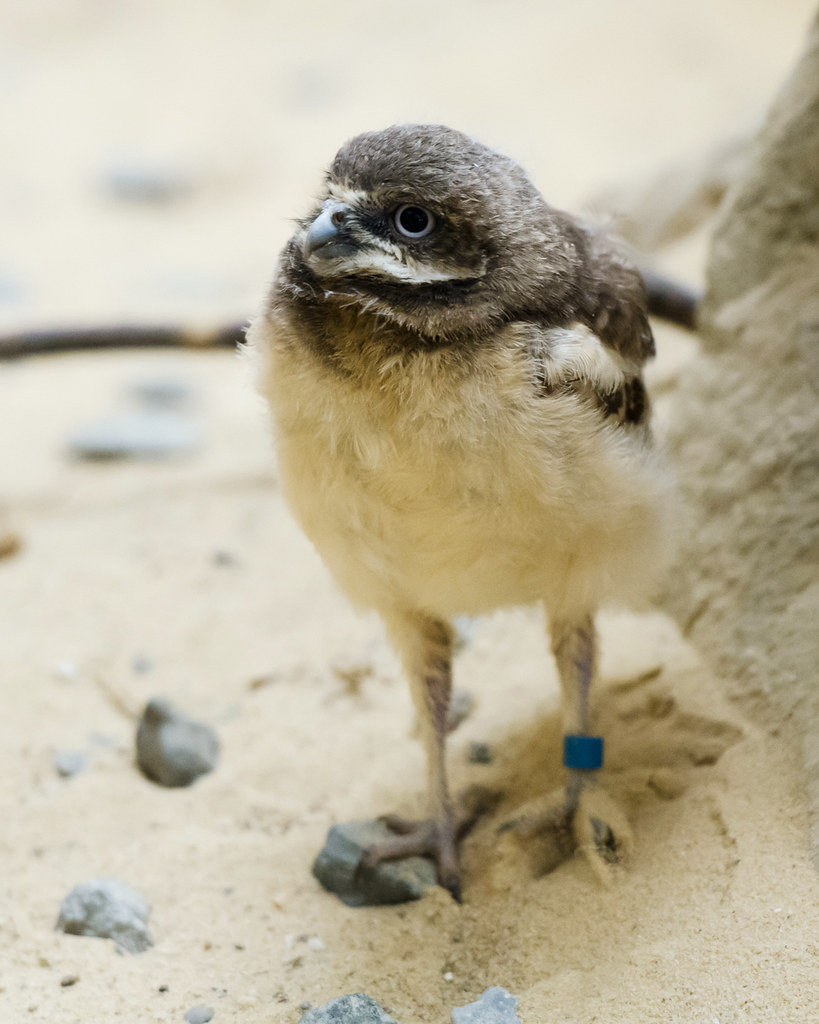 Smallest bird species in the world images
