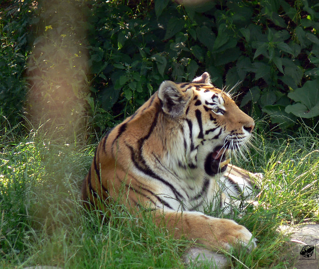 Szibériai tigris - Amur tiger