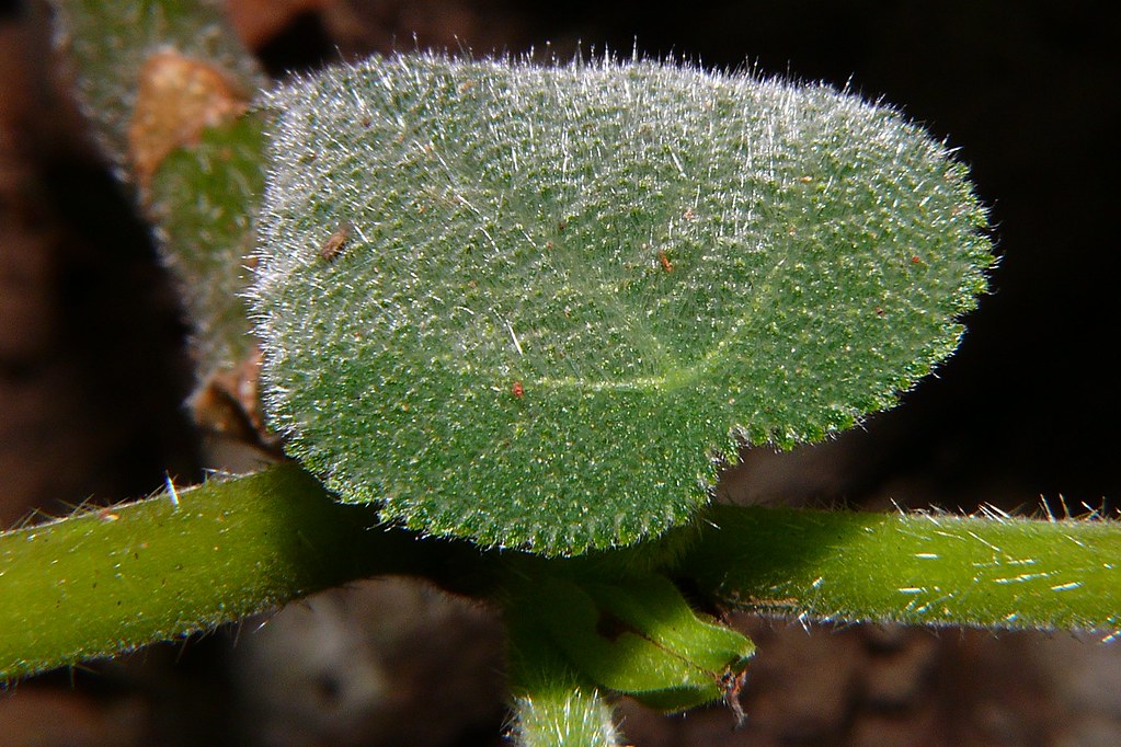 Dendrocnide moroides leaf surface stingers P1100876