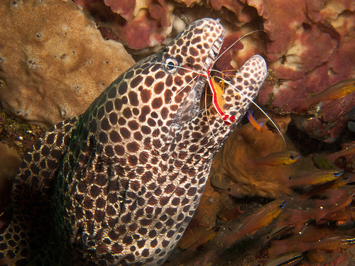 Honeycomb Moray gets cleaned by Shrimp | by prilfish