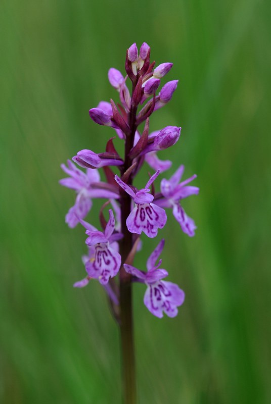 20150704-208F | Traunsteiners Knabenkraut (Dactylorhiza traunsteineri). Oslo, 04.07.2015